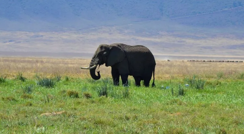 Best Time to visit Ngorongoro Crater
