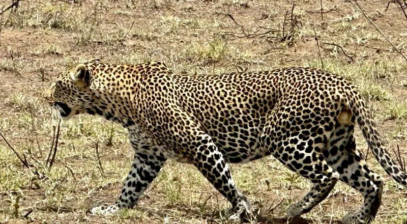 Tanzania Safari Tour