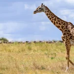 The Ultimate Guide to Tanzania Safari Holidays