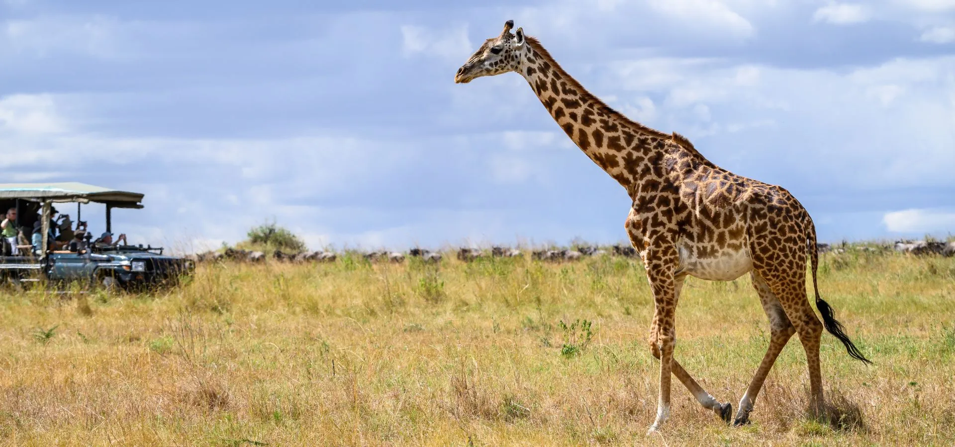 The Ultimate Guide to Tanzania Safari Holidays