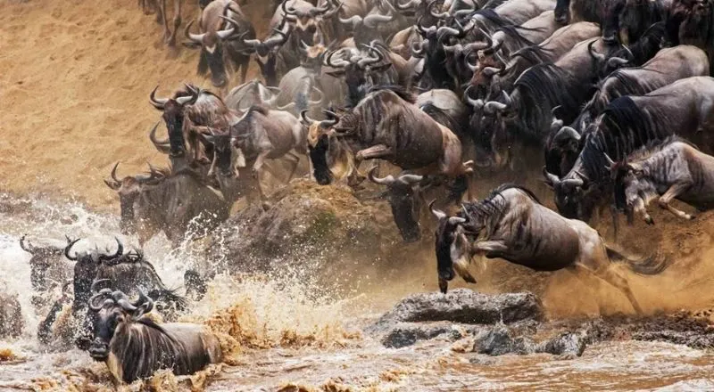 Great Migration Serengeti