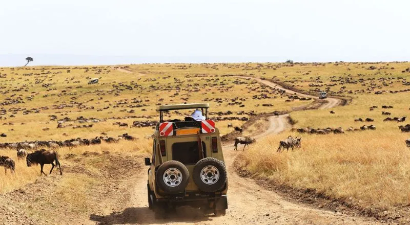 Serengeti Game Drives