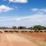 Why Serengeti National Park is Africa’s Top Safari Destination