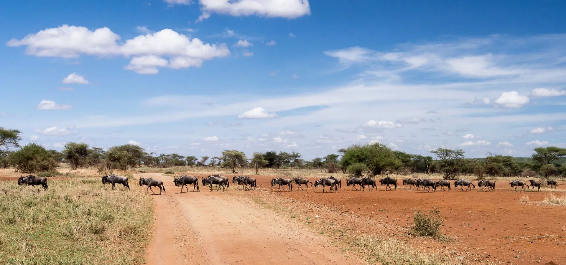 Why Serengeti National Park is Africa’s Top Safari Destination
